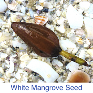 White Mangrove Seed Identify