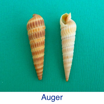 Auger Shell ID