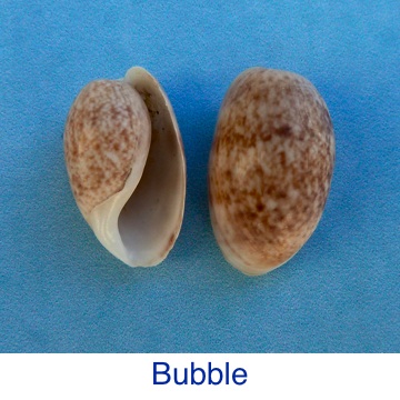 Bubble Seashell ID