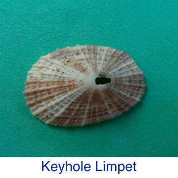 Keyhole Limpet Shell Identification