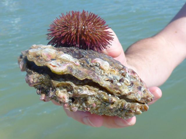 The Beach is Always Worth The Trip | I Love Shelling