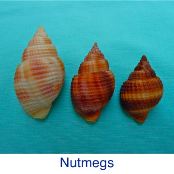 Nutmeg ID