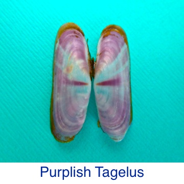 Purplish Tagelus Shell ID