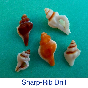 Sharp-Rib Drill Shell Identification