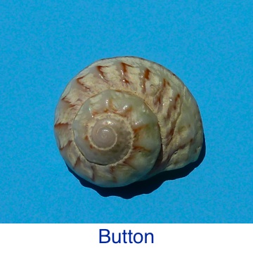 button Shell ID