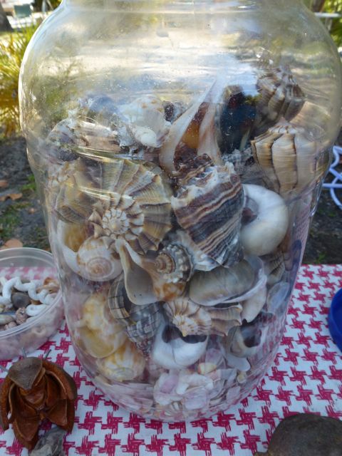 Mystique Of A Freak | I Love Shelling