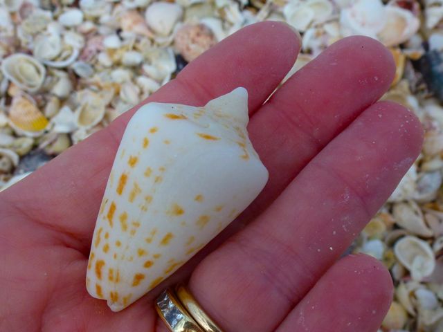 Seashells Sighting While Fish Are Biting | I Love Shelling