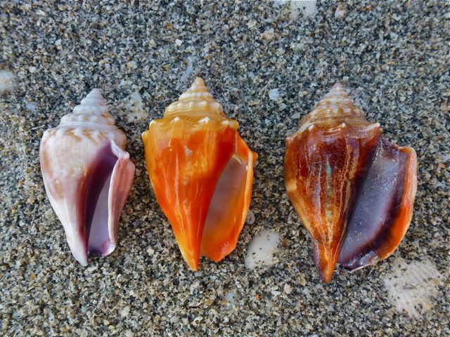 fighting conch color variations aperture.
