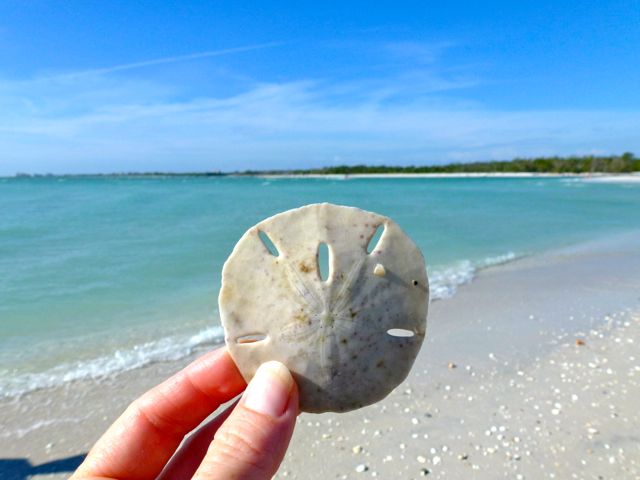 Shelling Day Trip From Sanibel To Bonita Beach