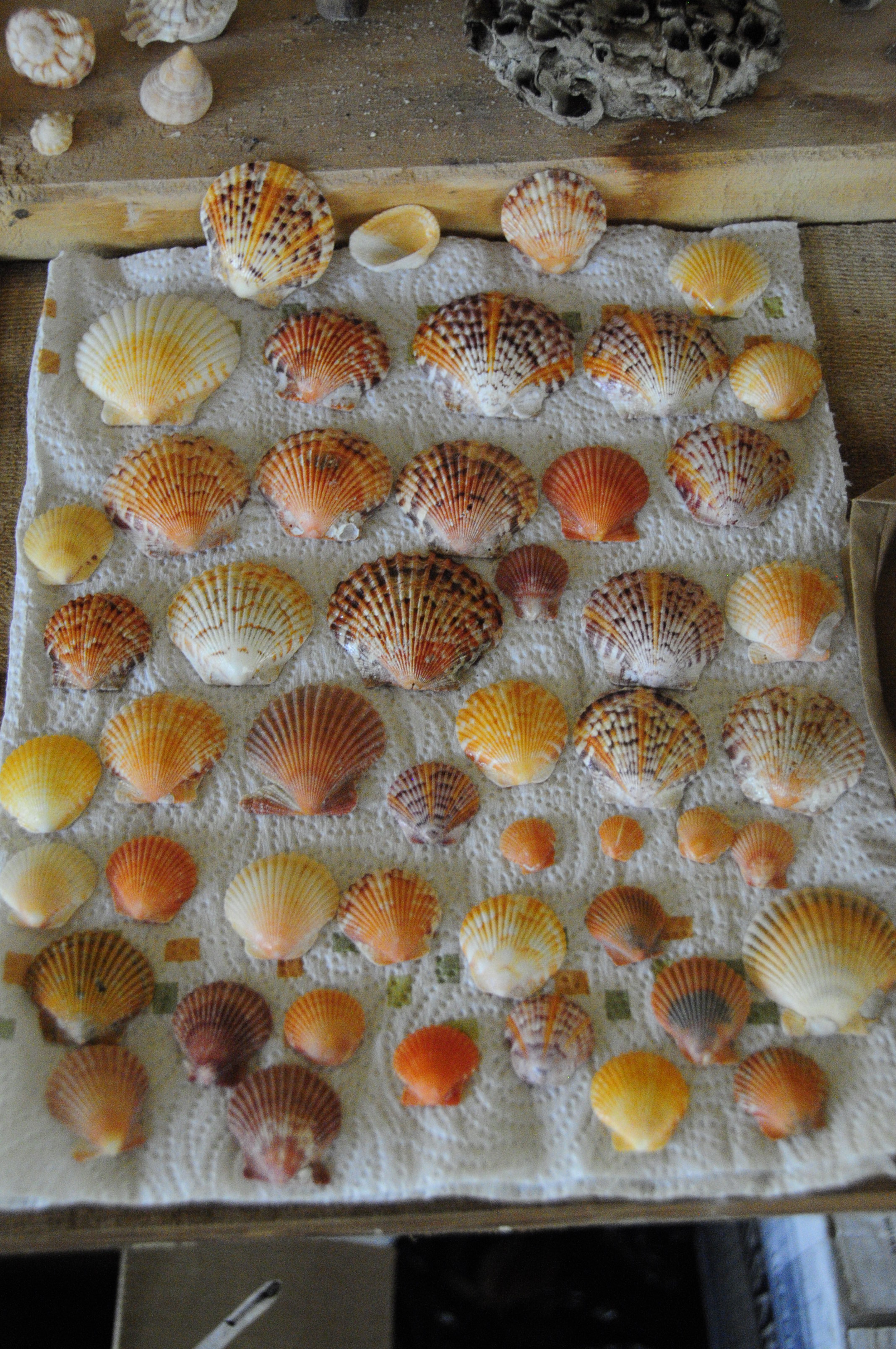 Super Shells On A Super Moon | I Love Shelling