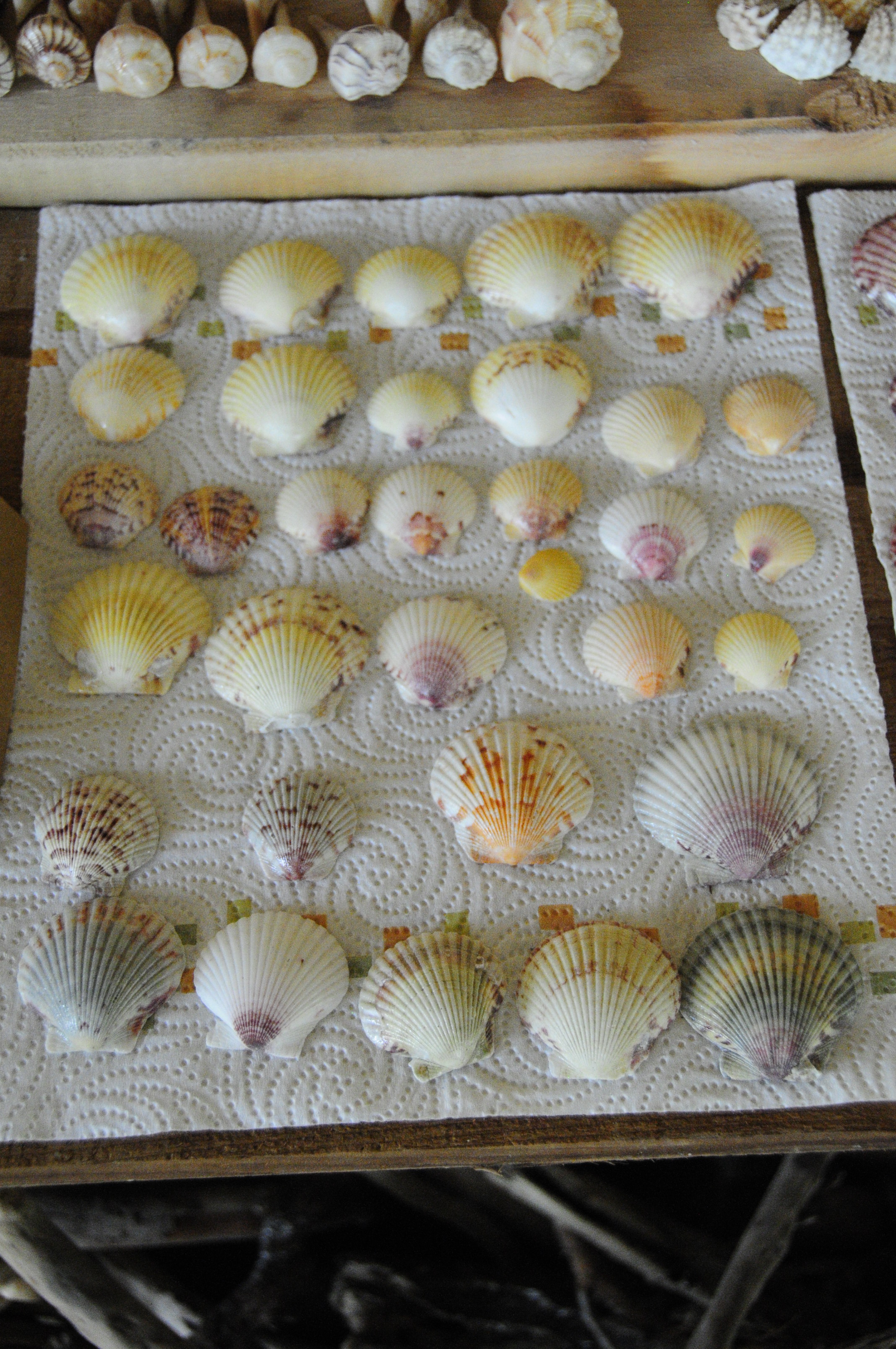 Super Shells On A Super Moon | I Love Shelling