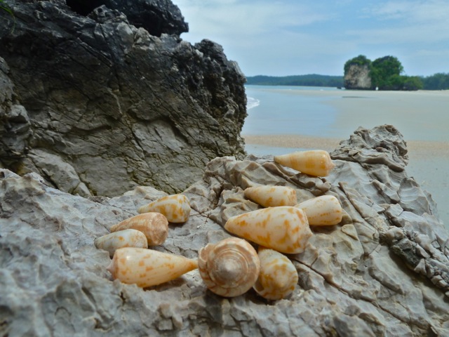 Our Adventures Of Collecting Seashells In Thailand – Part 1