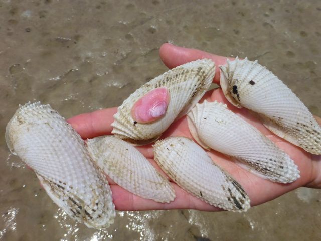 Bunch Of Bling At Bunche Beach