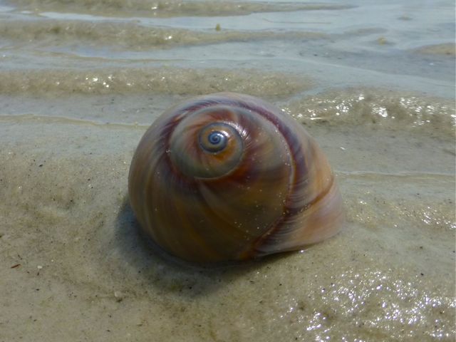 Bunch Of Bling At Bunche Beach | I Love Shelling