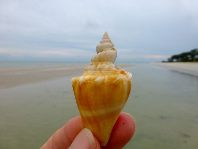 freak conch shell sanibel