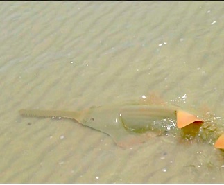 I Saw A Sawfish