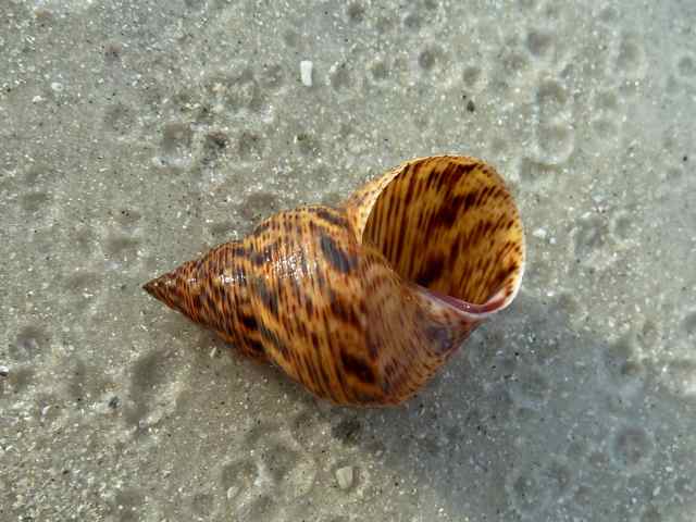 mangrove periwinkle ap