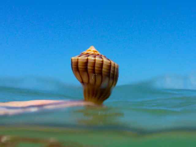 Snorkeling Sanibel