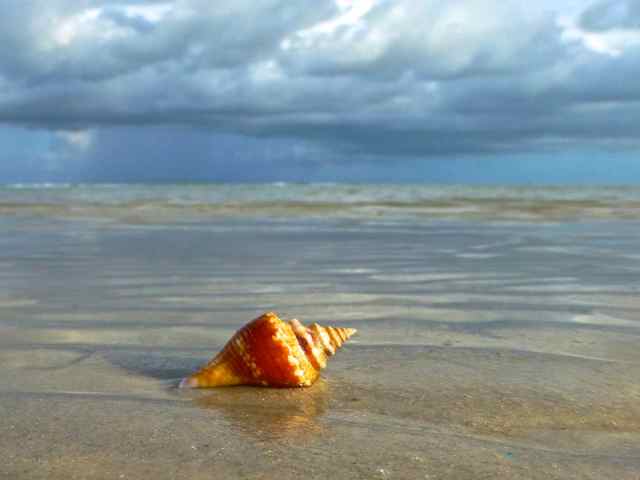 conch shell portait
