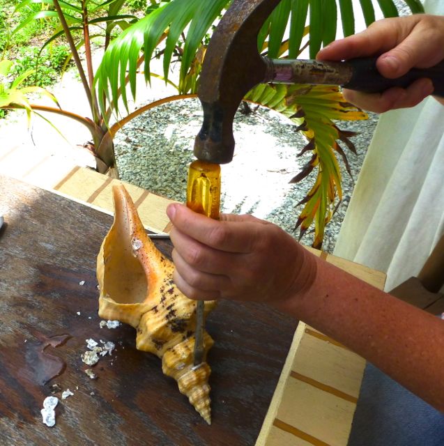 Tutorial For How To Clean Horse Conch Shells I Love Shelling