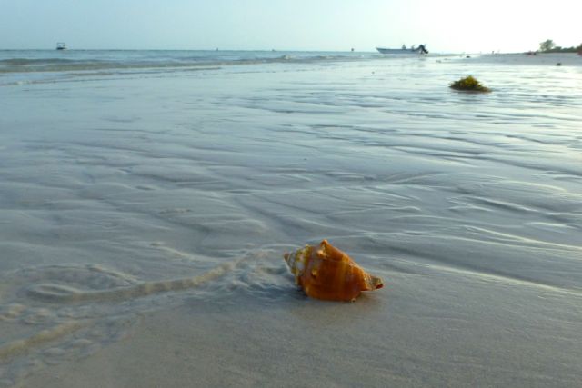 sanibel beach conch seashell
