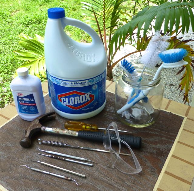 Tutorial For How To Clean Horse Conch Shells I Love Shelling