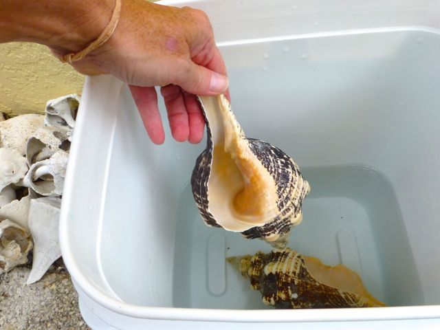 Tutorial For How To Clean Horse Conch Shells