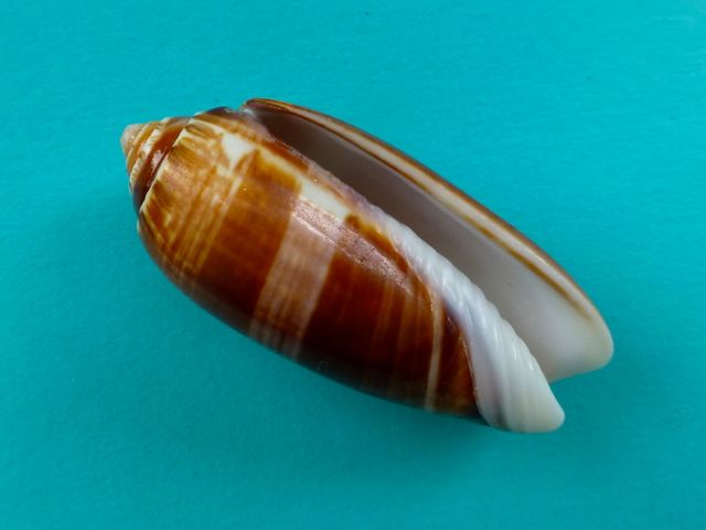Brown Olive Shell Mystery Solved!