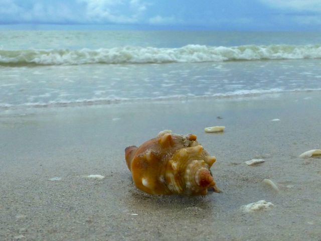 fighting conch beach tip