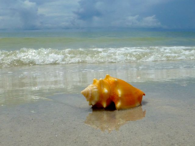 yellow fighthing conch