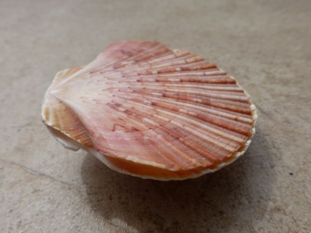 Different Scallop Shells Of SouthWest Florida | I Love Shelling