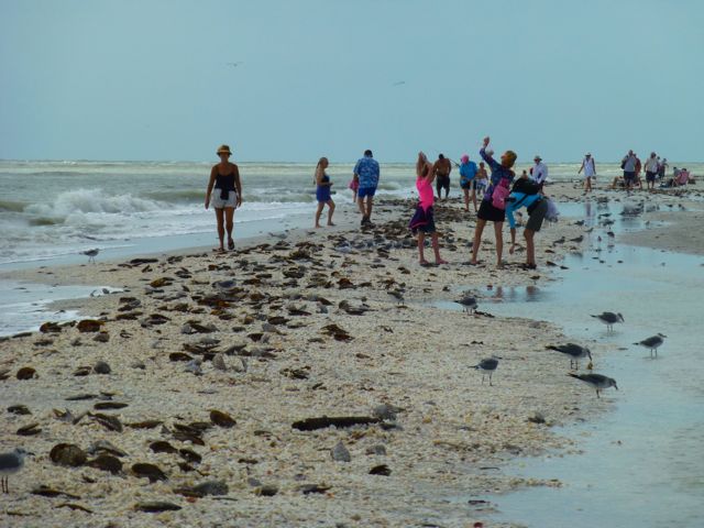 Hurricane Sandy Sprinkles Seashells On Sanibel