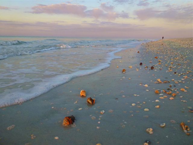 Sanibel dusk seashell conchs