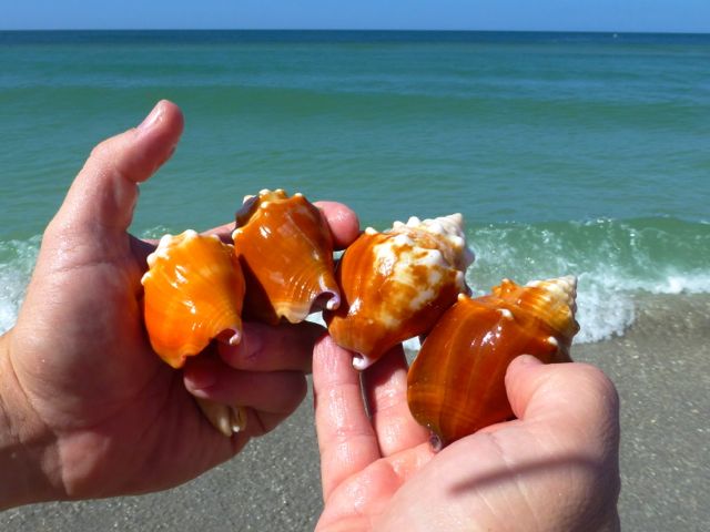 conch shells captiva