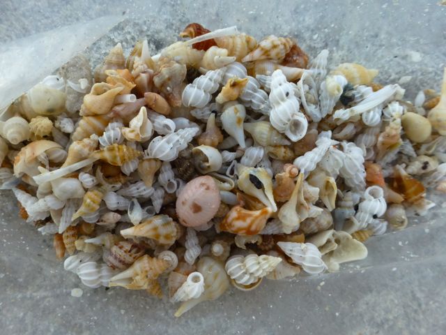 Getting Carried Away With Seashells