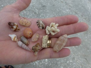 Rainbow of Miniature Cones | I Love Shelling