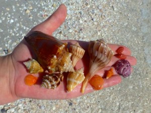 anna shells sanibel