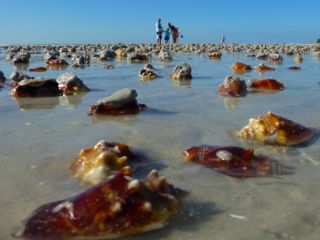 conch shells sanibel florida west coast