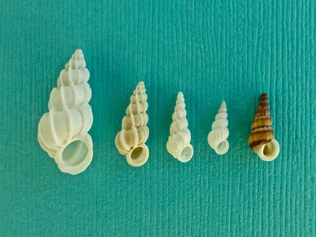 How To Find Wentletrap Shells On Sanibel