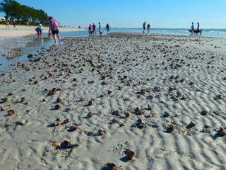 liVe fighting conch shells mass