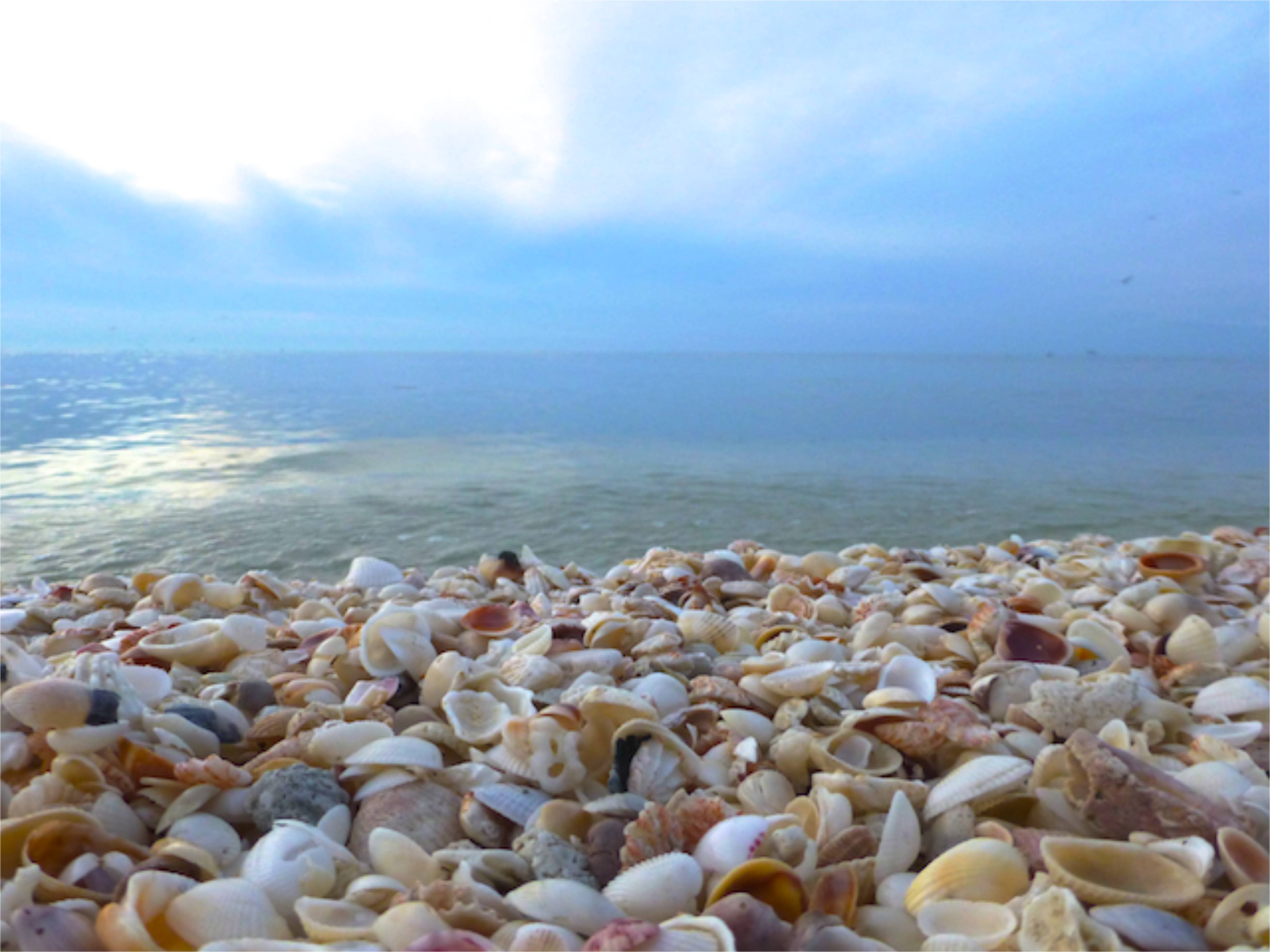 40 Photos Of Sanibel Island Florida Thousands Exotic Shells Share On Facebook