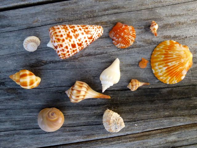 Seashell Show And Tell