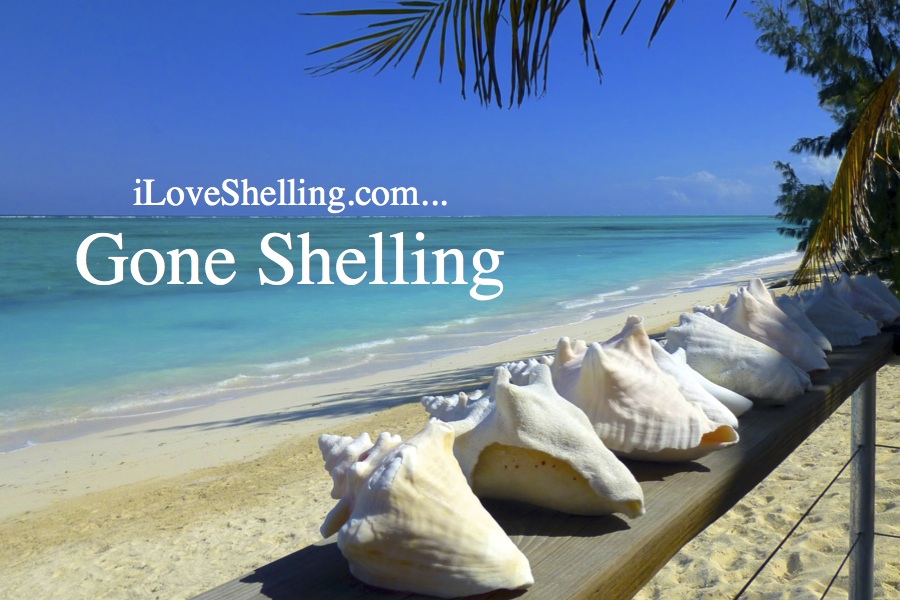 We’re On Vacation….Gone Shelling | I Love Shelling
