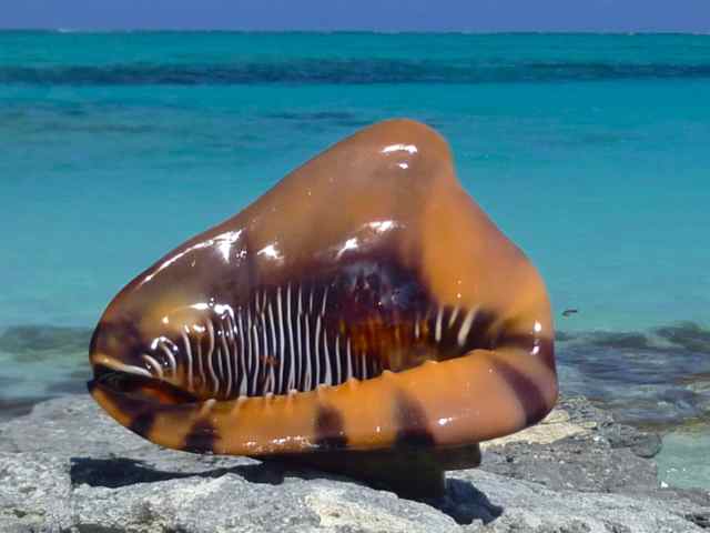 Finding Seashells On Turks And Caicos Islands