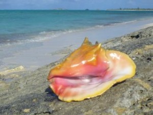 north caicos queen conch jh