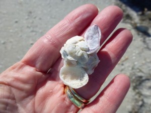i Love Shelling Cruise To Cayo Costa | I Love Shelling