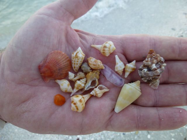 Sending Warm Weather With Love | I Love Shelling