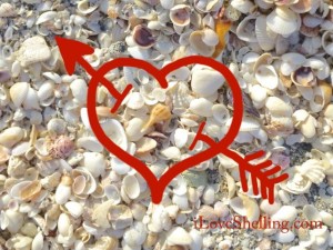i Heart Shelling in February | I Love Shelling