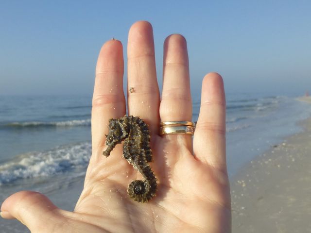 Sea Horse Happiness