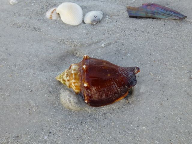 fighting conch sand